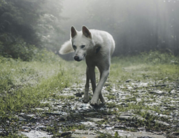 Cosa succede se un cane e un lupo si accoppiano (e lo possono fare)?