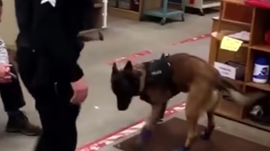 Deve indossarli per l’addestramento, ma niente da fare: il cane poliziotto odia i suoi stivaletti – Video