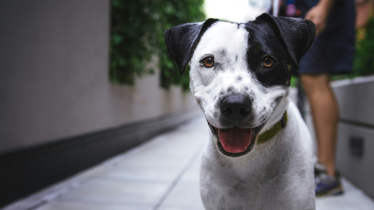 Cane guarda avanti