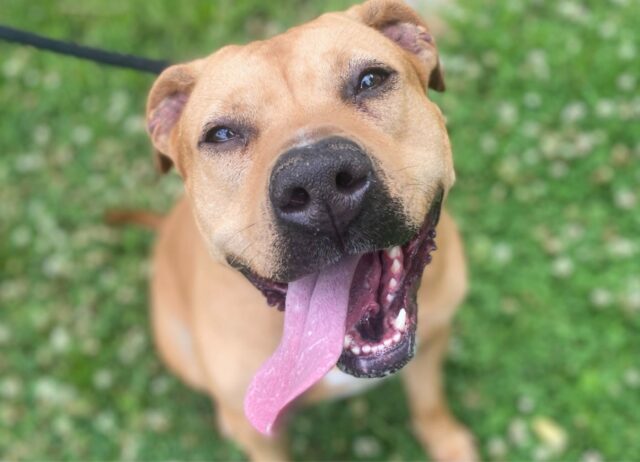 È stato salvato da una situazione crudele, eppure questo cane non riesce a trovare ancora la vera felicità 