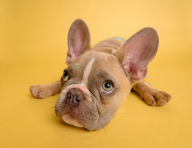 È vero che il cane può perdere il pelo per lo stress?