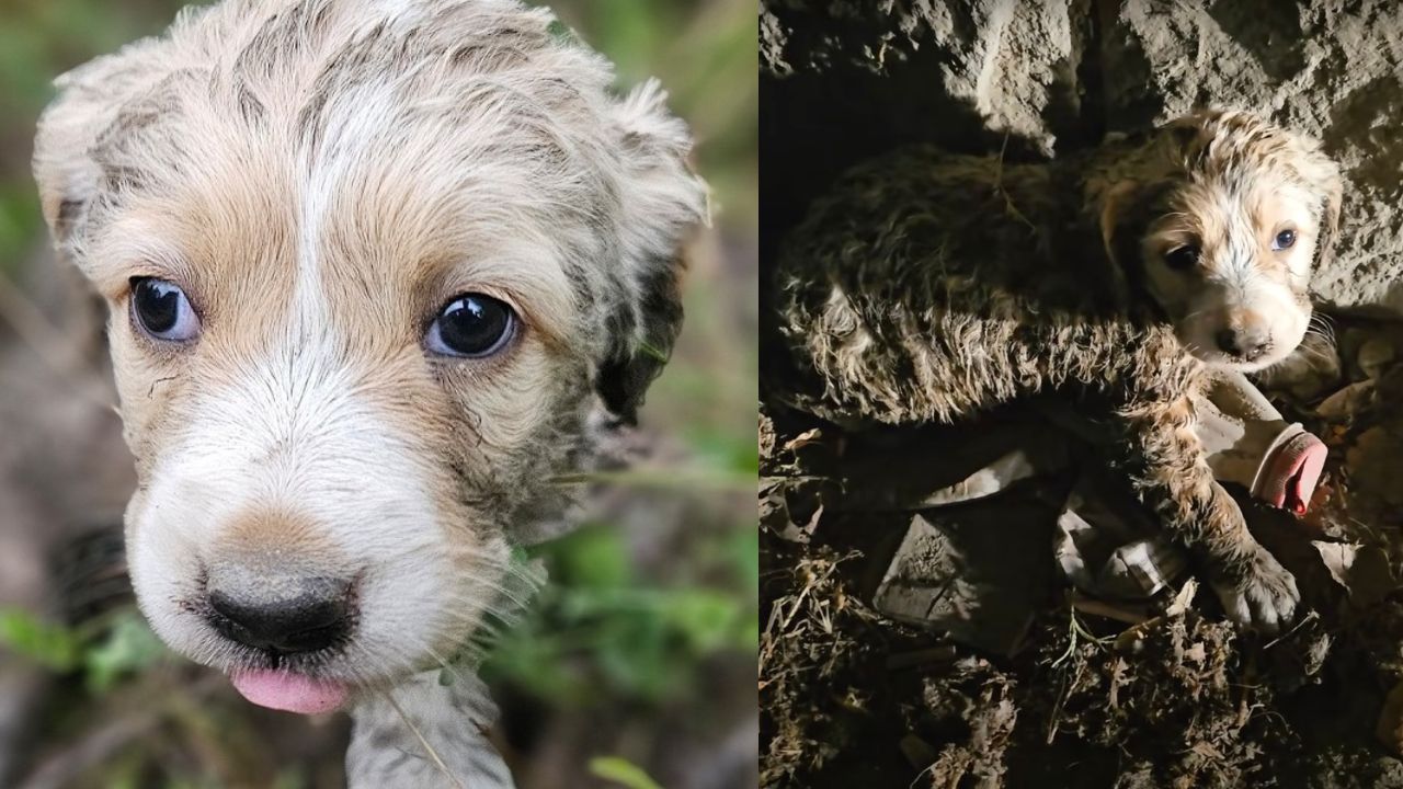 Dolce cagnolino implora aiuto