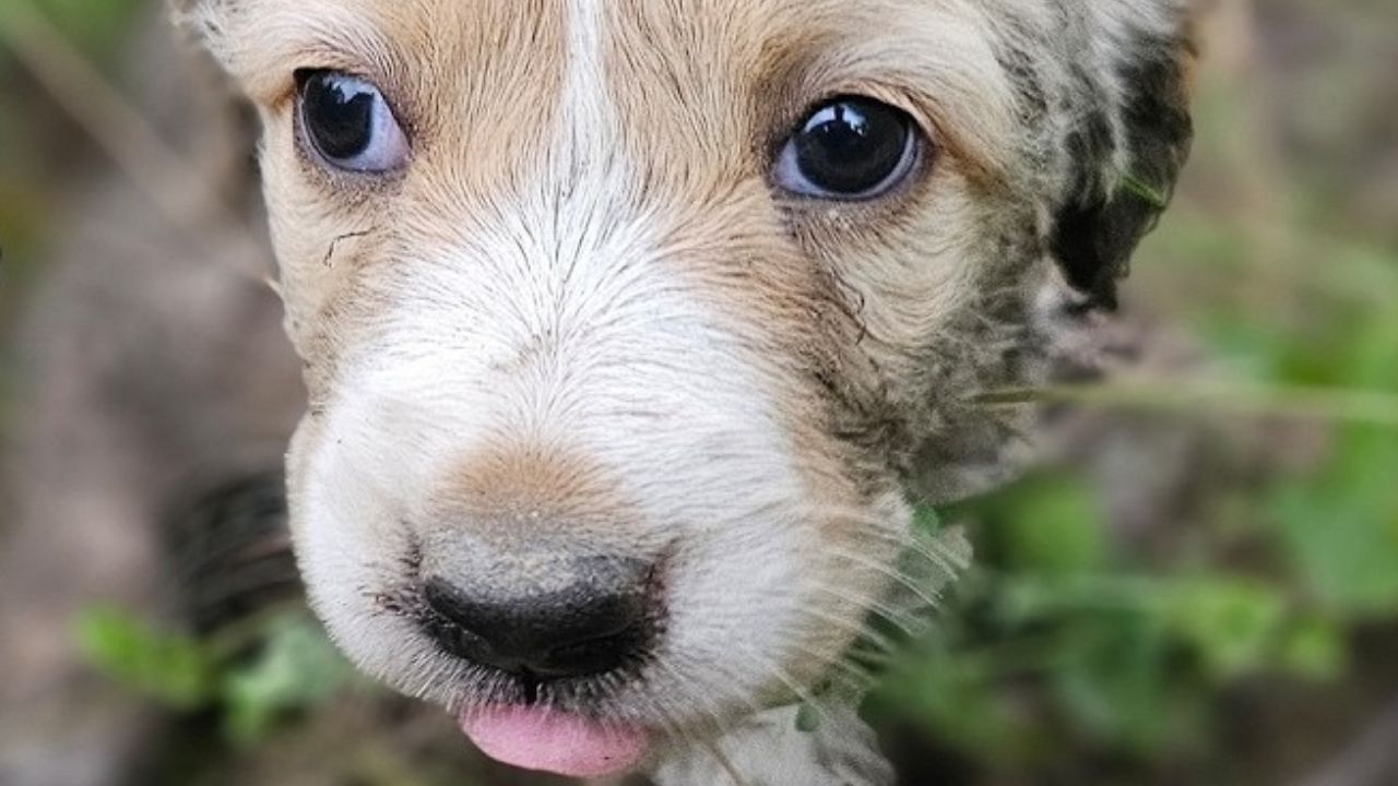 Musino dolce cane