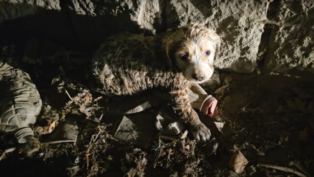 Era da solo per strada, ma il cucciolo di cane si è fatto coraggio e ha implorato le persone di salvarlo – Video