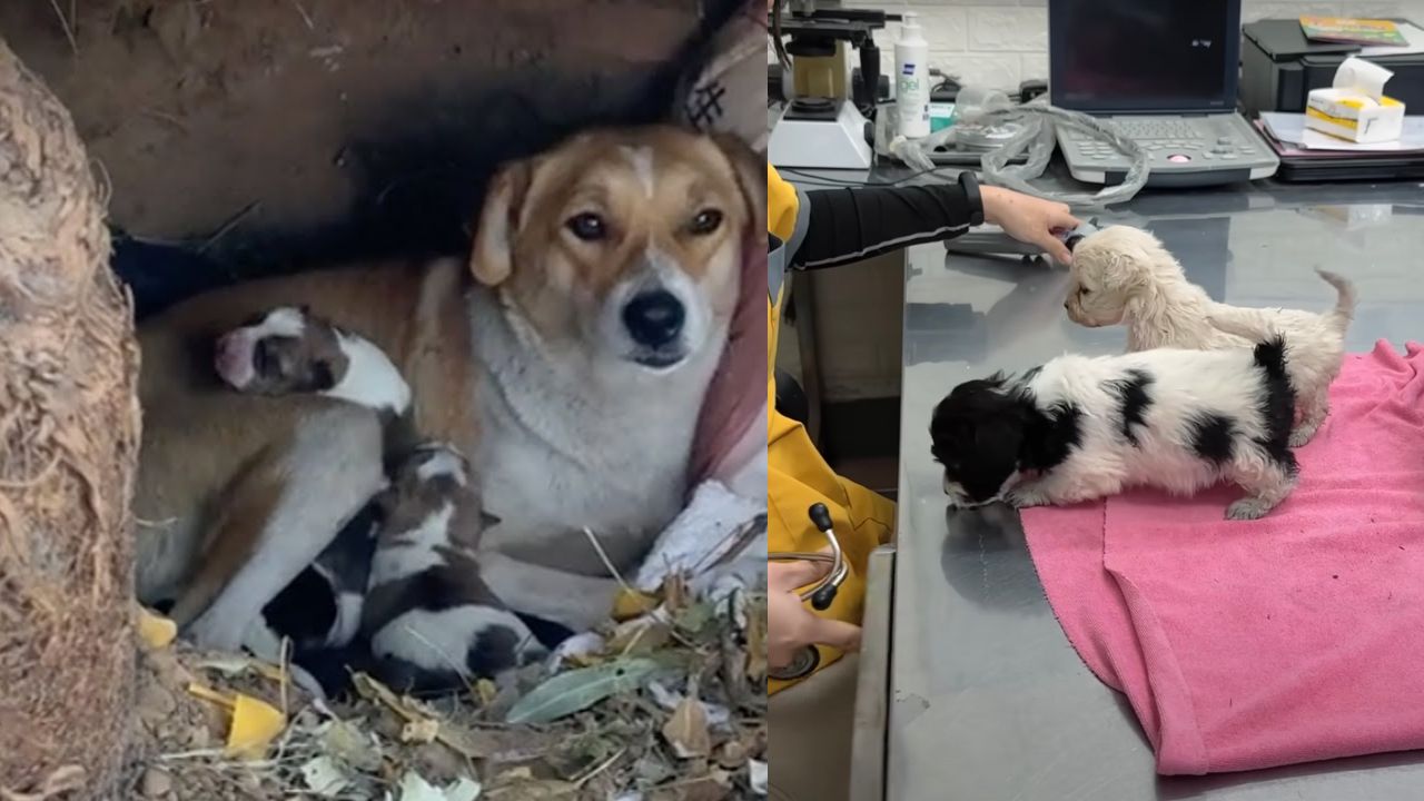 Cagnolini e mamma cane