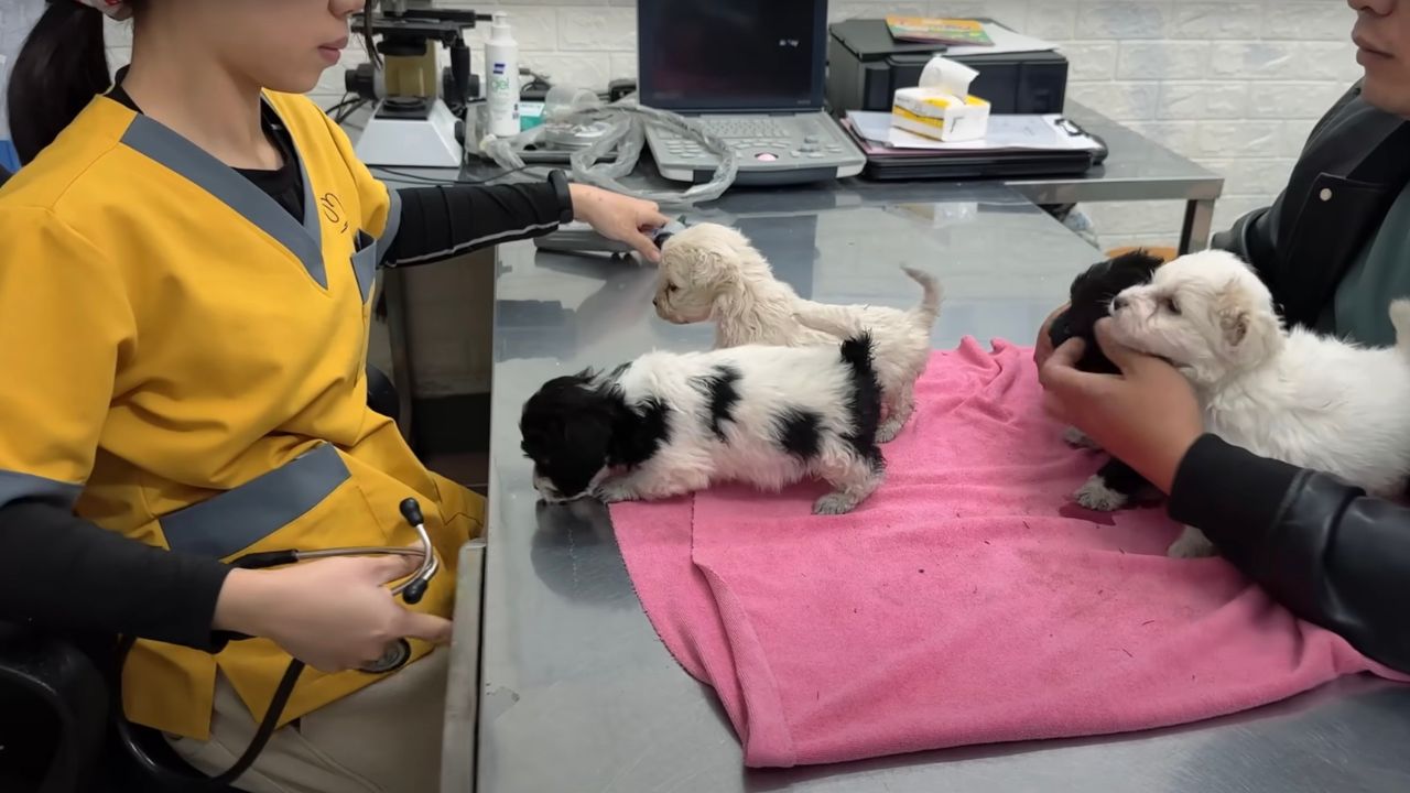 Cagnolini dal veterinario