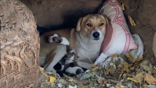 I quattro cuccioli imploravano aiuto: bisognava salvare mamma cane, ormai priva di sensi – Video