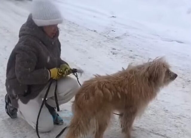 Il cane era rimasto seduto nella neve, aspettava il suo padrone, che non sarebbe mai più tornato