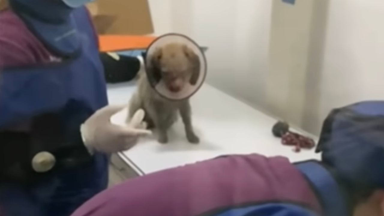 Cagnolino investito in clinica