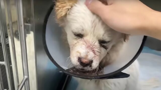 Il cane randagio investito giaceva sul ciglio della strada: sperava in un aiuto che non arrivava mai – Video