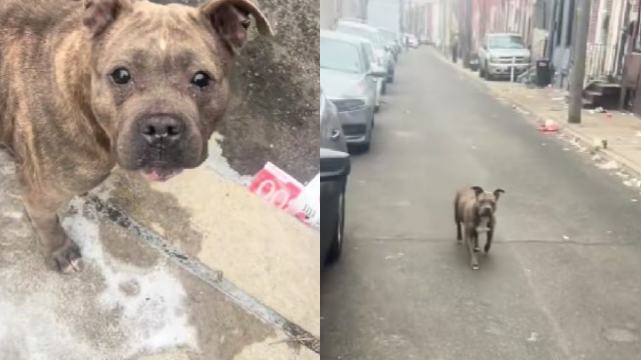 cane salvato da una casa abbandonata