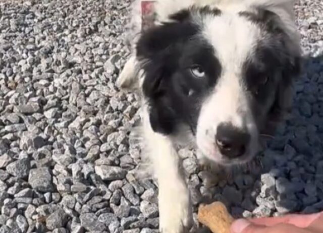 Il corriere consegna un pacco, ma viene essere sorpreso da uno strano biglietto su un cane