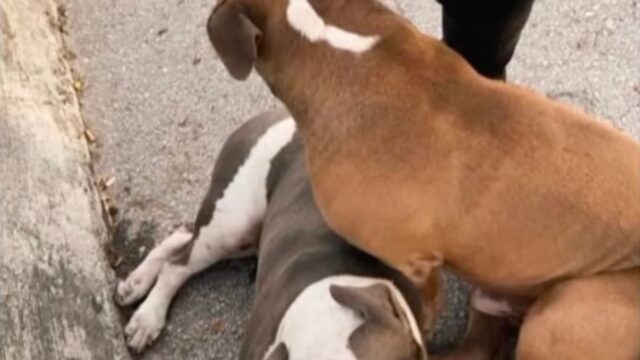 Il legame fra questi due cagnolini sopravvive anche alle cose più difficili e impensabili: ora devono stare bene – Video