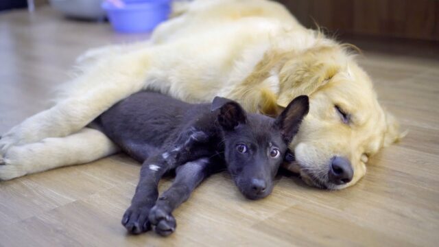 Il supporto più tenero che ci sia: il cane domestico aiuta il randagio appena adottato a sentirsi a casa – Video