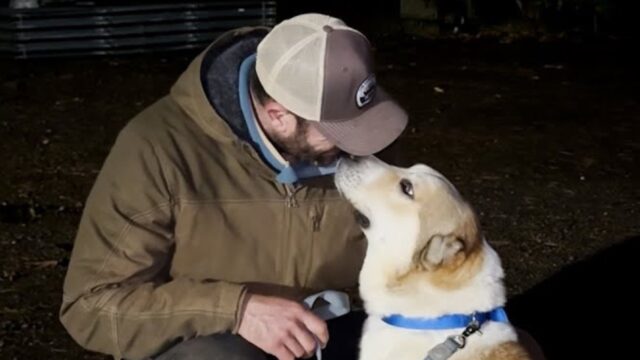 Il volontario salva questo cane dopo una lunga notte: “Non ho mai trovato un animale così speciale” – Video