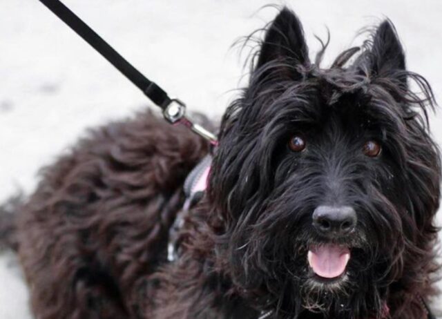 La proprietaria di questo cane sale sull’aereo, poi però capisce di aver dimenticato qualcosa di importantissimo