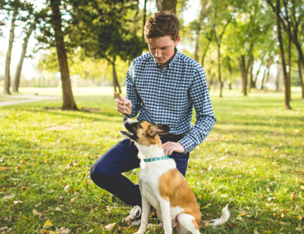 L’educatore del cane lo addestra?