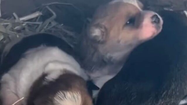 Mamma cane cercava disperatamente di tenere al caldo i suoi cagnolini, mentre la temperatura continuava a scendere – Video