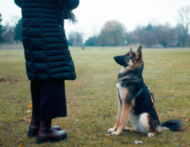 Quante lezioni ci vogliono per educare il cane?