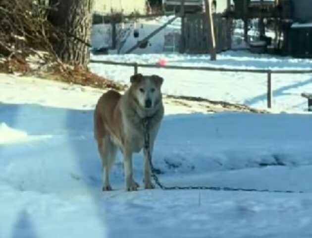 Un meraviglioso lieto fine: dopo 13 anni in catene questo cane trova una casa calda e amorevole