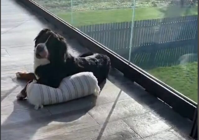 Bovaro del Bernese scappa con un cuscino per rilassarsi al sole