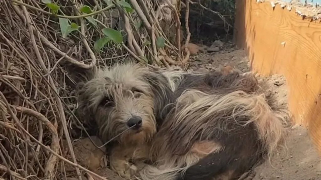 Cagnolina abbandonata