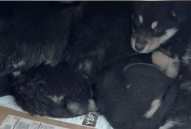 I cuccioli di cane erano così nascosti che è un vero miracolo che qualcuno si sia accorti di loro nella discarica