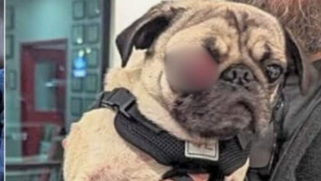 Il suo padrone ha fatto un grave errore e ora questo povero cane rischia tutto