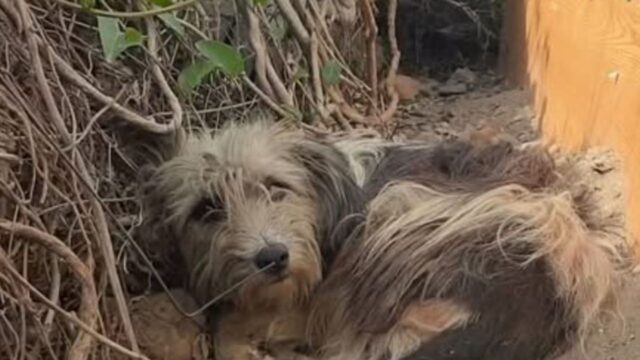 Un cane abbandonato si rifiuta di allontanarsi dall’ingresso della sua vecchia casa, sperando che i suoi proprietari lo riprendano