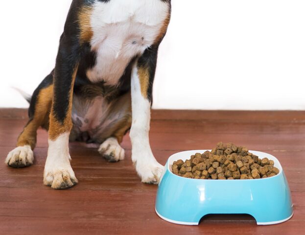 Cane annusa il cibo e non mangia: cosa succede