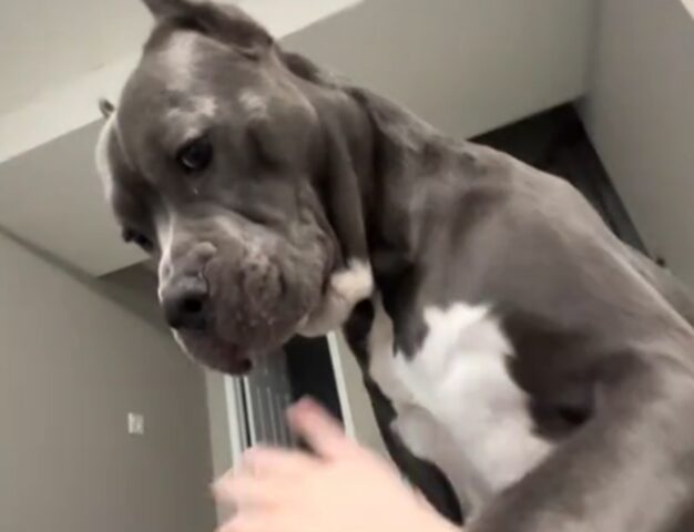 Cane Corso dà “schiaffi” alla sua mamma in un modo dolcissimo