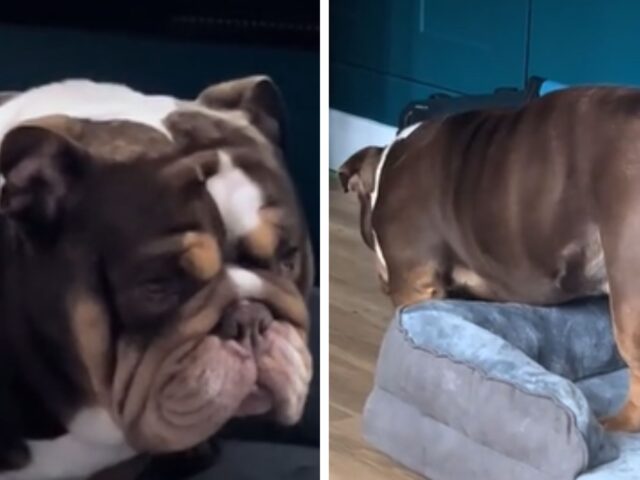 Il Bulldog super drammatico fa una scena così accorata che si trasforma quasi in una sessione di ginnastica