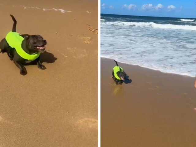 Questo cane è così orgoglioso del suo giubbotto salvagente che non vede l’ora di metterlo alla prova con dei tuffi