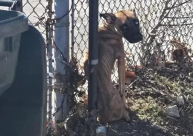 Cane legato alla recinzione di una scuola abbandonata: la storia di Levey