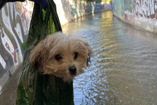 Il cane intrappolato in profondità in un tombino aveva ormai perso la speranza di essere mai ritrovato