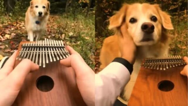 Questo cane non riesce a non farsi affascinare dal suono di questo strumento: è incantato