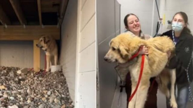 La donna va al supermercato, ma torna a casa con un cane che di certo non entra nelle buste della spesa