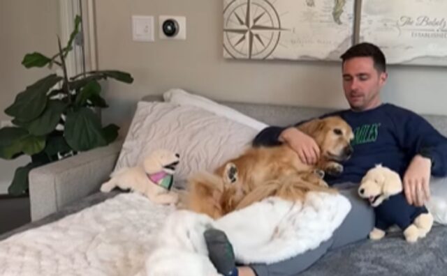 Il Golden Retriever ammalato viene consolato dal suo papà: il modo è tenero e commovente (VIDEO)