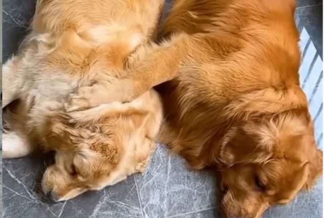 La sua compagna è incinta e il Golden Retriever sa benissimo come deve prendersene cura