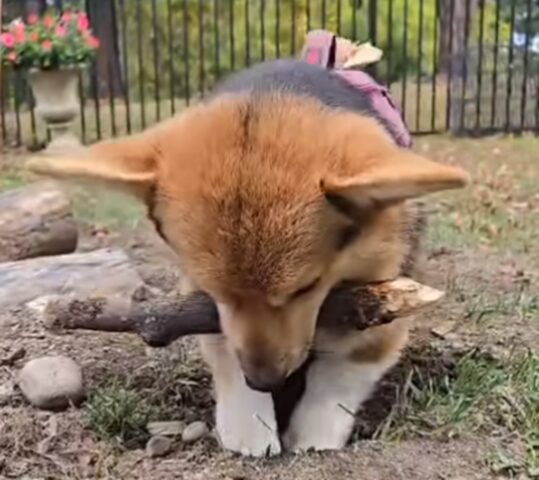 Cucciolo di Corgi si mette a seppellire i bastoni in modo adorabile