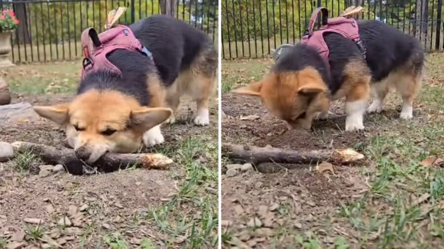 Cucciolo di Corgi con i bastoncini