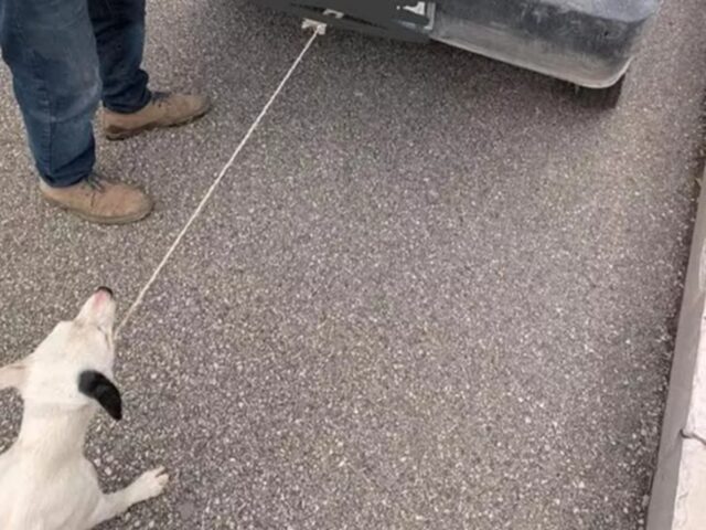 Guinzaglio del cane legato all’auto a Manfredonia: anziano denunciato