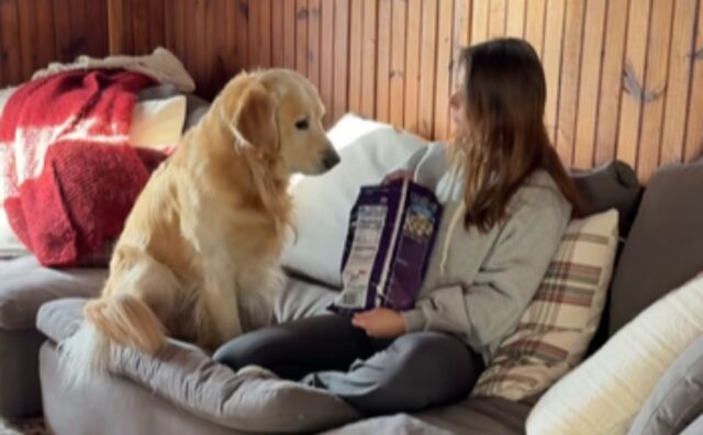 Il Golden Retriever generalmente impassibile mostra una passione viscerale per un cibo preciso (VIDEO)