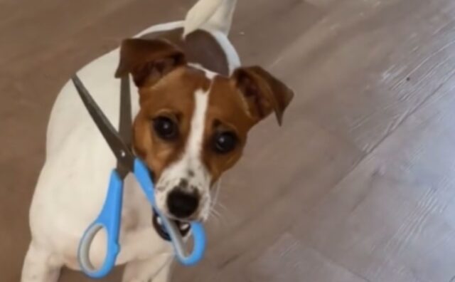 Il padrone di questo Jack Russel fa una domanda precisa: “Quante possibilità ci sono che mi tolga la vita?” (VIDEO)