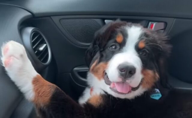 Questo Bovaro del Bernese si è innamorato, ma è l’oggetto del suo amore a fare davvero ridere tutti (VIDEO)