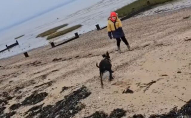 La donna va a prendere il figlio prima da scuola: saranno gli ultimi momenti con il cane, ormai morente (VIDEO)