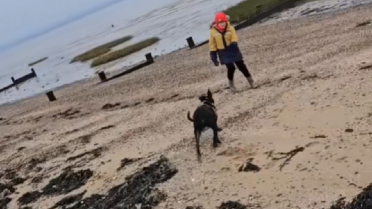 cane al mare