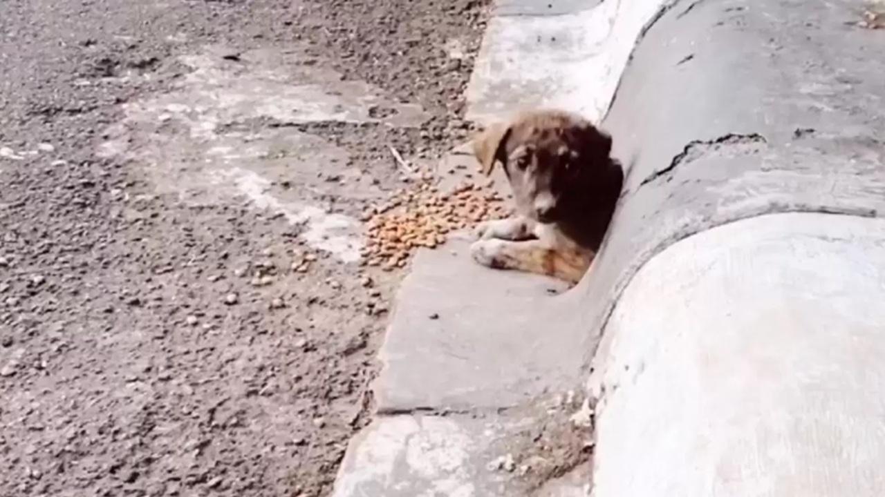 Cucciolo da salvare